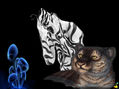 fascinacion