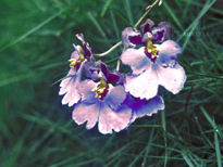 Flor del jardín de...