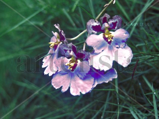flor del jardín de mi papa morada
