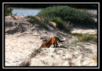 Perro  curioso