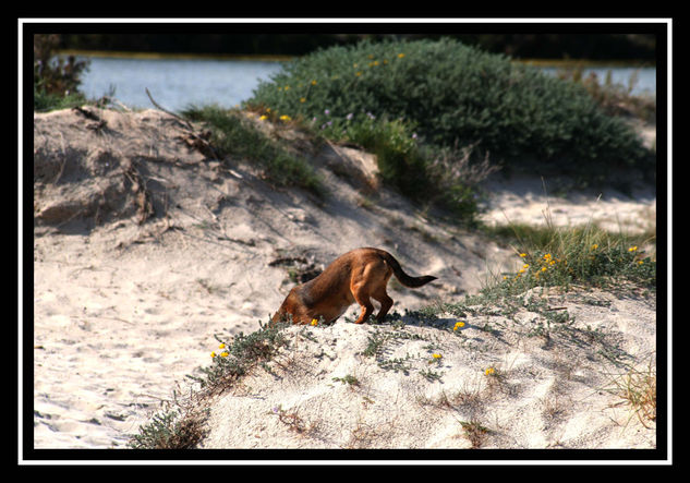 perro  curioso Naturaleza Color (Digital)