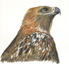 Aguila Real