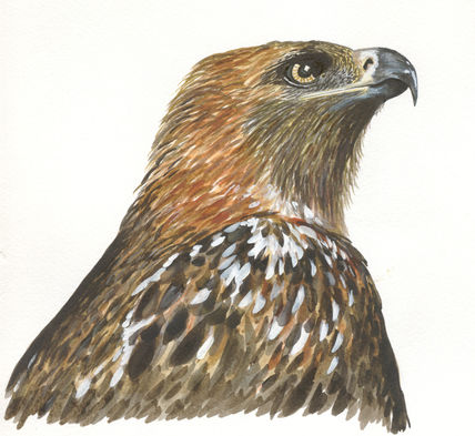 Aguila Real