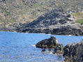 Pájaro del mar