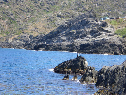 Pájaro del mar