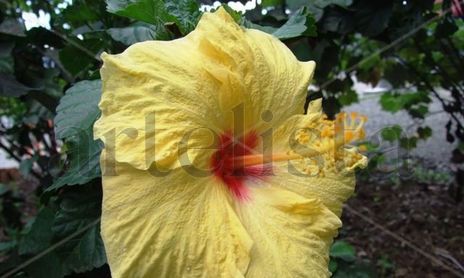 Flores y Plantas