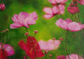 cosmos 2