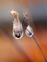 gotas de vida i