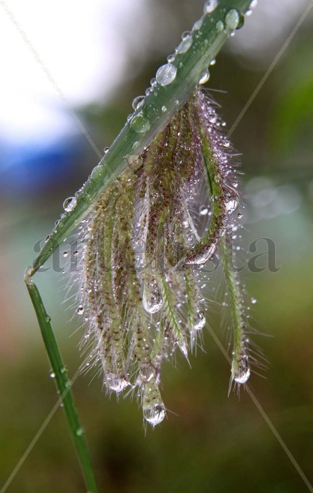 gotas de vida ii