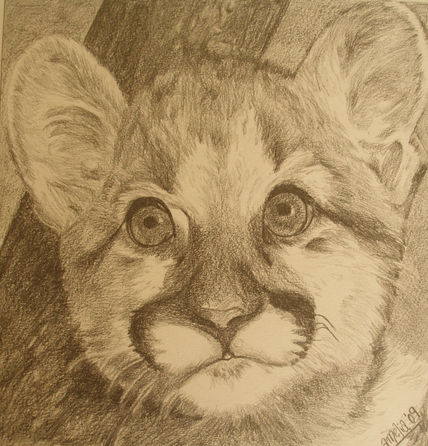 Gatito