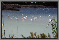 Flamencos...