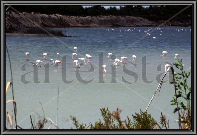 Flamencos mediterráneos Naturaleza Color (Digital)