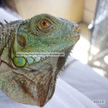 NATU-REALEZA thumbnail 1
