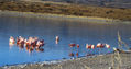 Flamingos