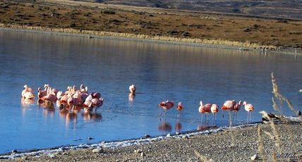 Flamingos