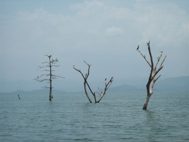 Brazos en alabanza 