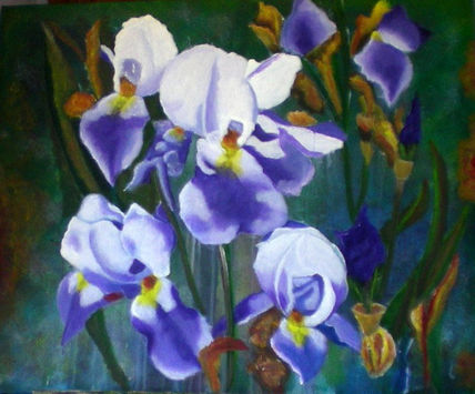 Iris