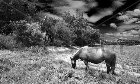 Horses