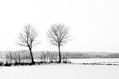 nieve