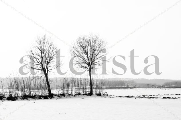 nieve