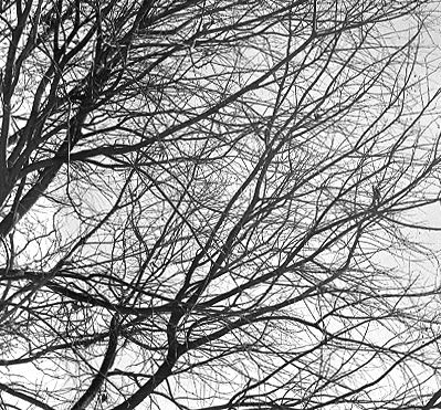 Serie árboles - Ramas 1 Naturaleza Blanco y Negro (Química)