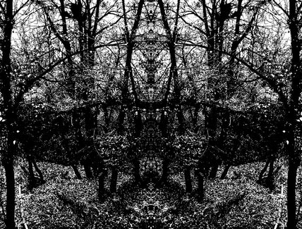 Bosque