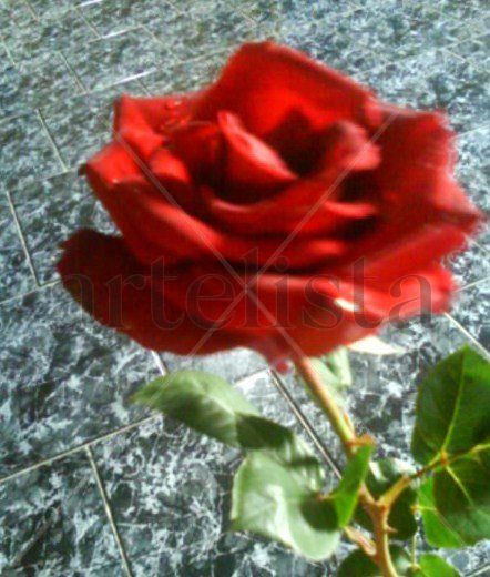 Rosa
