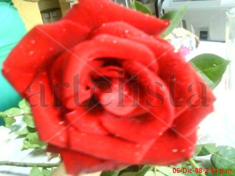 rosa II