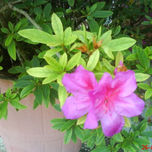 flores n///n thumbnail 1