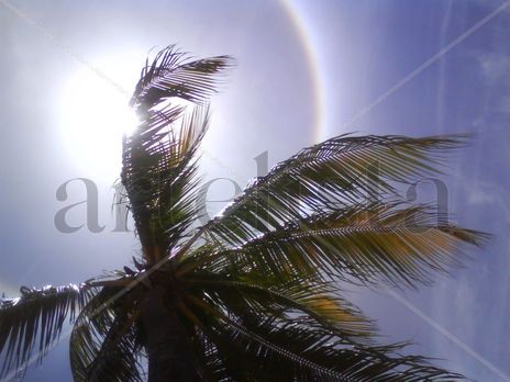 Arbol de sombra