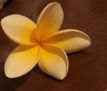Flor de mayo