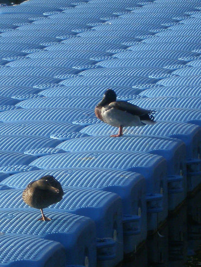 Verano azul  -1-       M/V Otras temáticas Color (Digital)