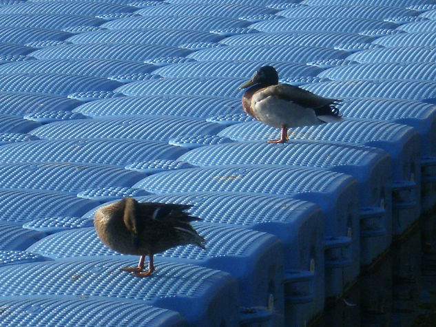 Verano azul -2-     M/V Otras temáticas Color (Digital)