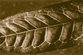 hoja croto