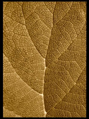 hoja textura 1