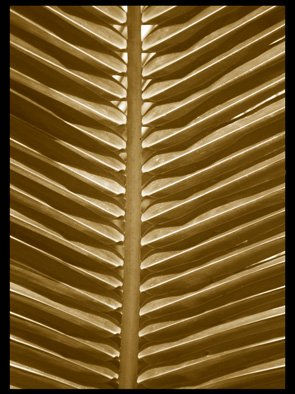 palma 1