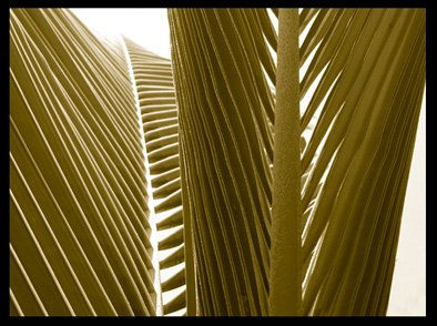Palmera 3