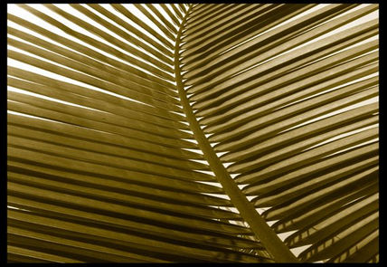 Palmera 11