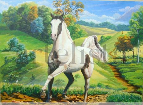 Palomo sobre el camino