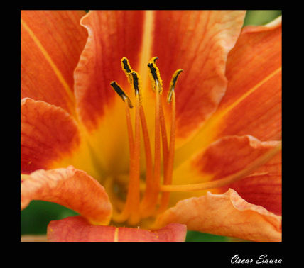 Flor