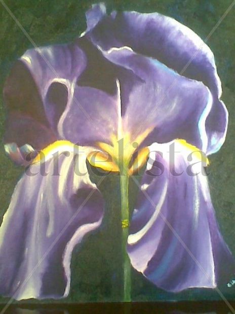 Iris