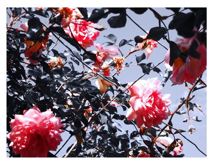 Flor 67