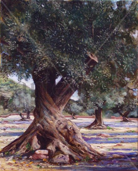 Olivo / Olive tree. Oil Canvas Landscaping