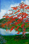 Royal poinciana