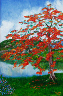 Royal poinciana