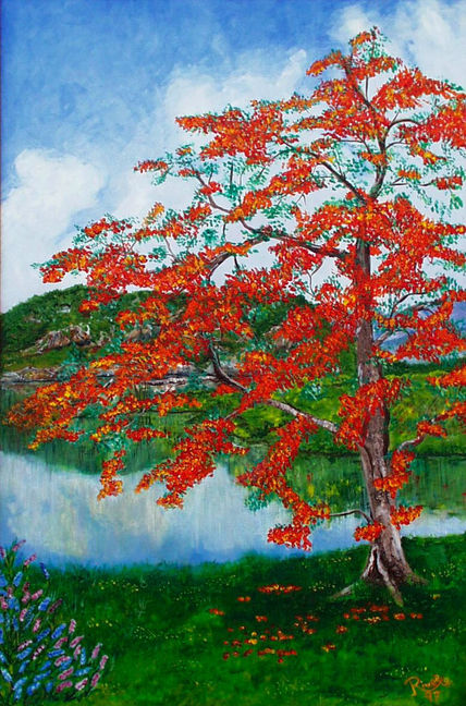Royal poinciana
