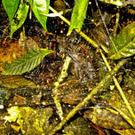 MACRO del Henri Pittier thumbnail 2