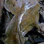 MACRO del Henri Pittier thumbnail 1