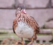 EL PATITO FEO