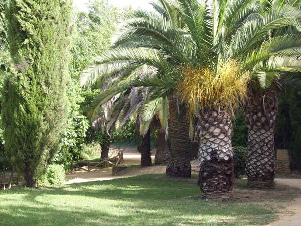 Las Palmeras Naturaleza Color (Química)